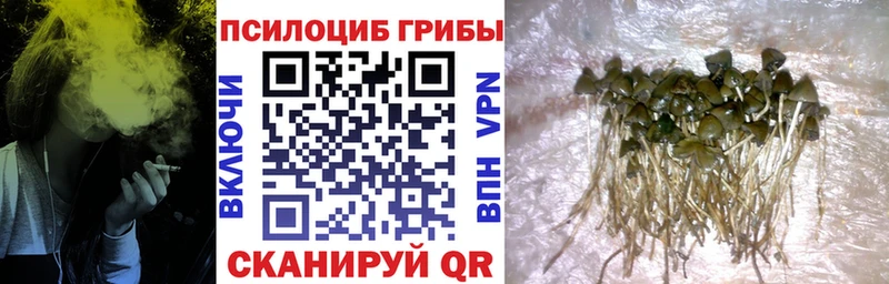 ссылка на мегу ссылки Любань Галлюциногенные грибы Psilocybine cubensis